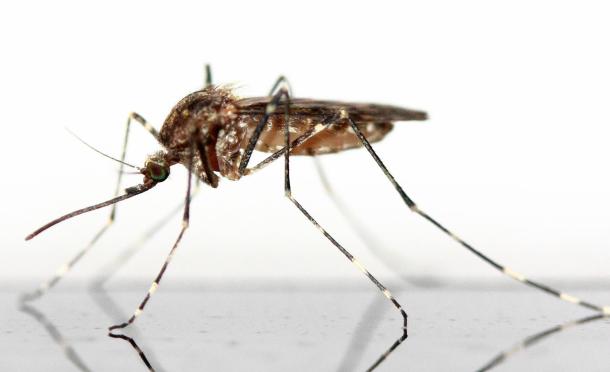 A szúnyogok a csípéseken kívül különböző betegségeket is terjeszthetnek.