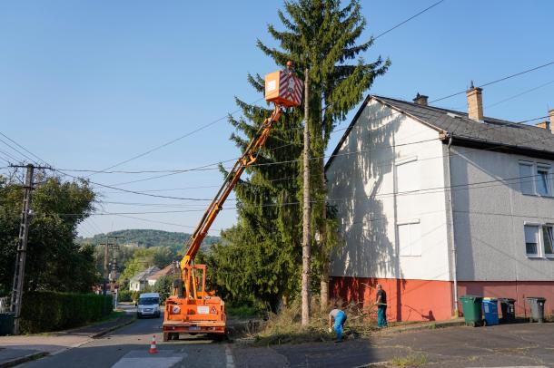 A közel tíz méteres fenyőfa.