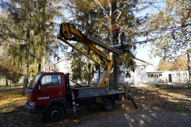 Emelő kosaras gépjármű segítségével érték el a magasabb gallyakat.